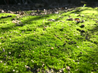 Eau oxygénée anti algues : forum Plantes et algues