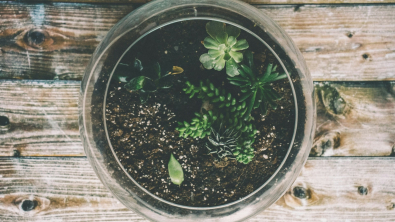 Illustration : "Terrarium : voici comment créer un petit coin de nature sur-mesure pour votre chez-vous"